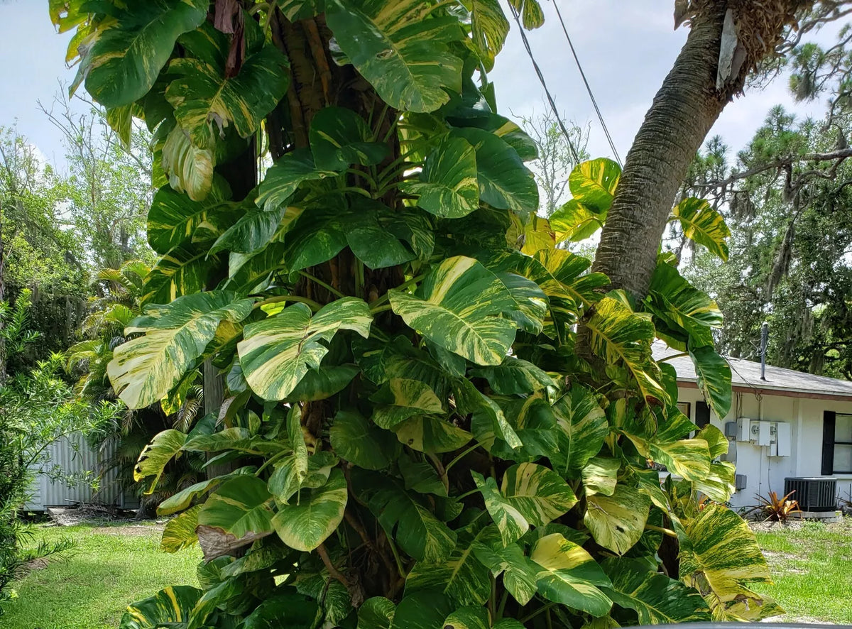Giant Variegated Golden Pothos Cutting - 3 Node Epipremnum aureum Climbing Indoor Plant