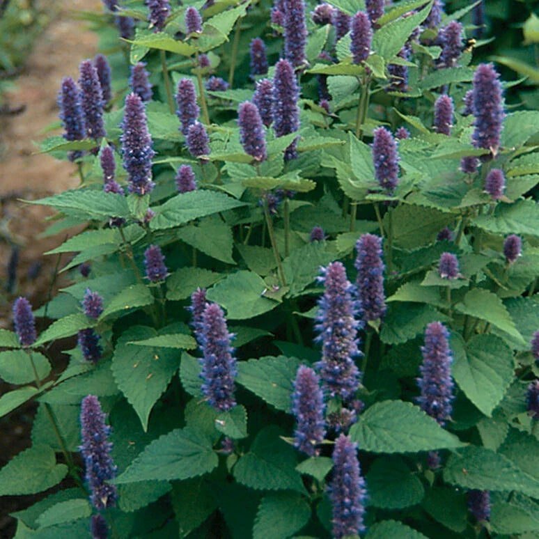 Anise Hyssop Seeds - 1000 Non-GMO Agastache foeniculum Seeds for Herbal Gardens