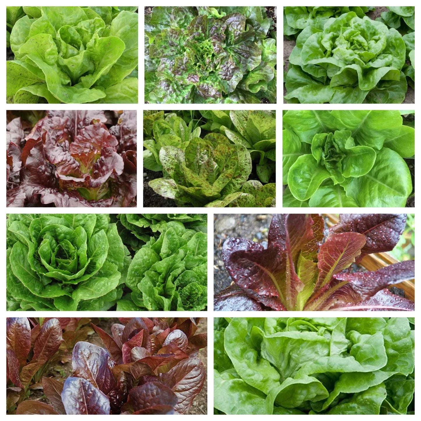 Romaine & Butterhead Lettuce Collection - 10 Non-GMO Varieties | Lactuca sativa Seeds