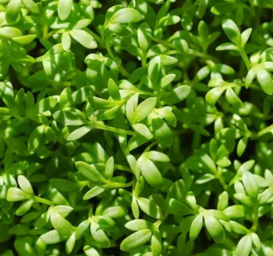 Curled Cress Seeds 1000 Count Non-GMO Slow Bolting Lepidium sativum