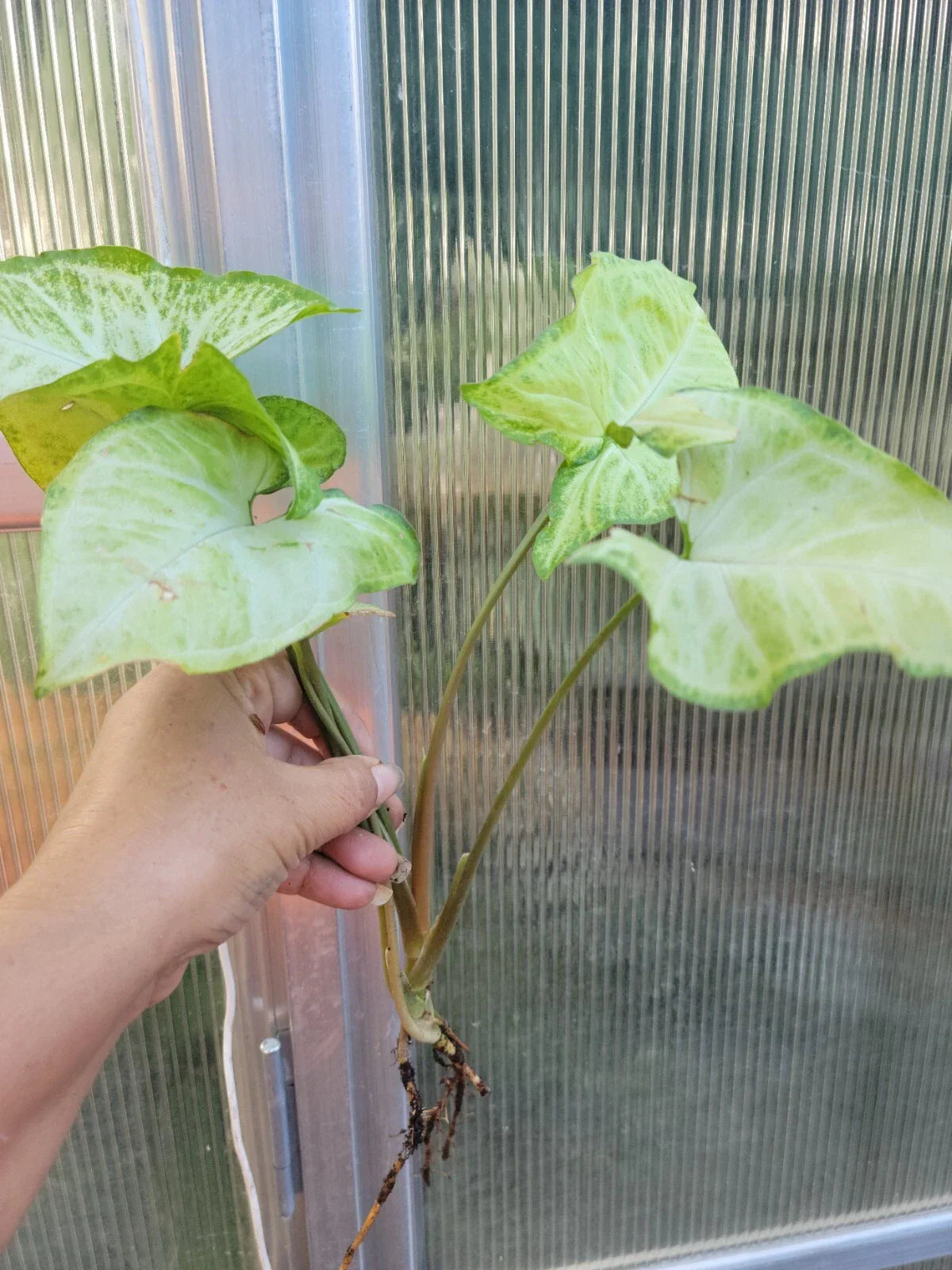 Syngonium Podophyllum 'White Butterfly' Arrowhead Plant - Well Rooted Bare Root Indoor Houseplant