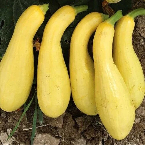 Fresh Early Crookneck Summer Squash Seeds - 20 Non-GMO Cucurbita pepo for Home Garden, Container, and In-Ground Planting