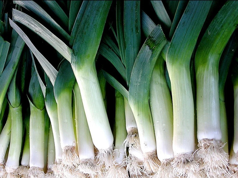 Large American Flag Leek Seeds - Allium ampeloprasum - Gourmet Vegetable for Cooking & Gardening