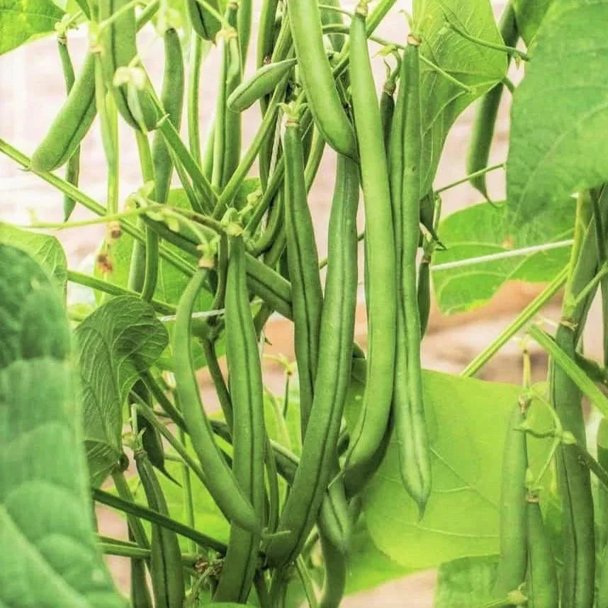 Blue Lake FM1k Green Bean Seeds - Pole, Stringless, Non-GMO, Tender Edible Pods, Phaseolus vulgaris