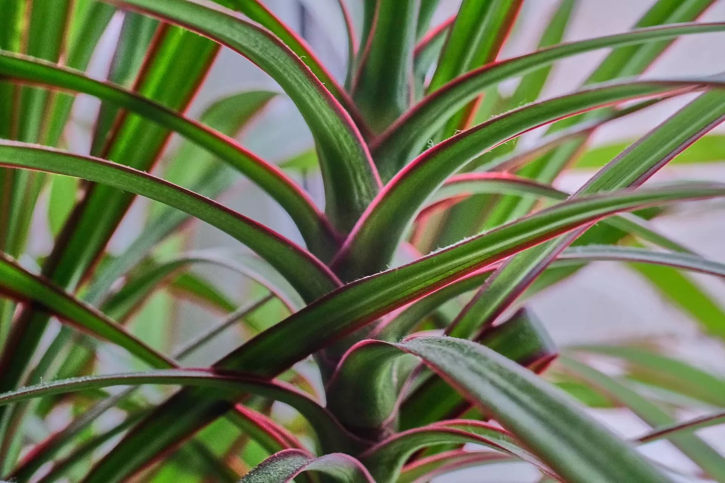 Dracaena Spikes Seeds - 500 Count for Indoor and Outdoor Planting - Dracaena sanderiana - Tropical Foliage Seeds