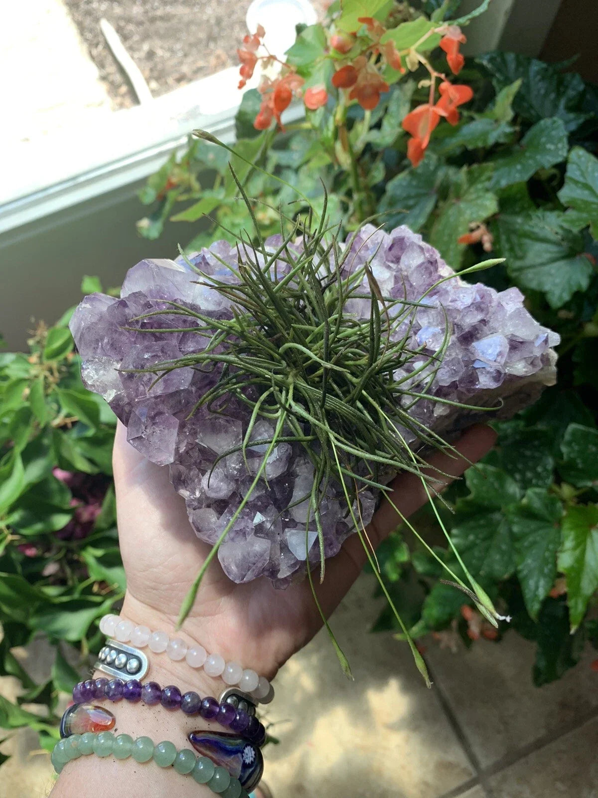 Small Clump Air Plants - Texas Tillandsia Moss Balls - Easy Care Boho Decor - Air Plant Gift - Tillandsia spp.