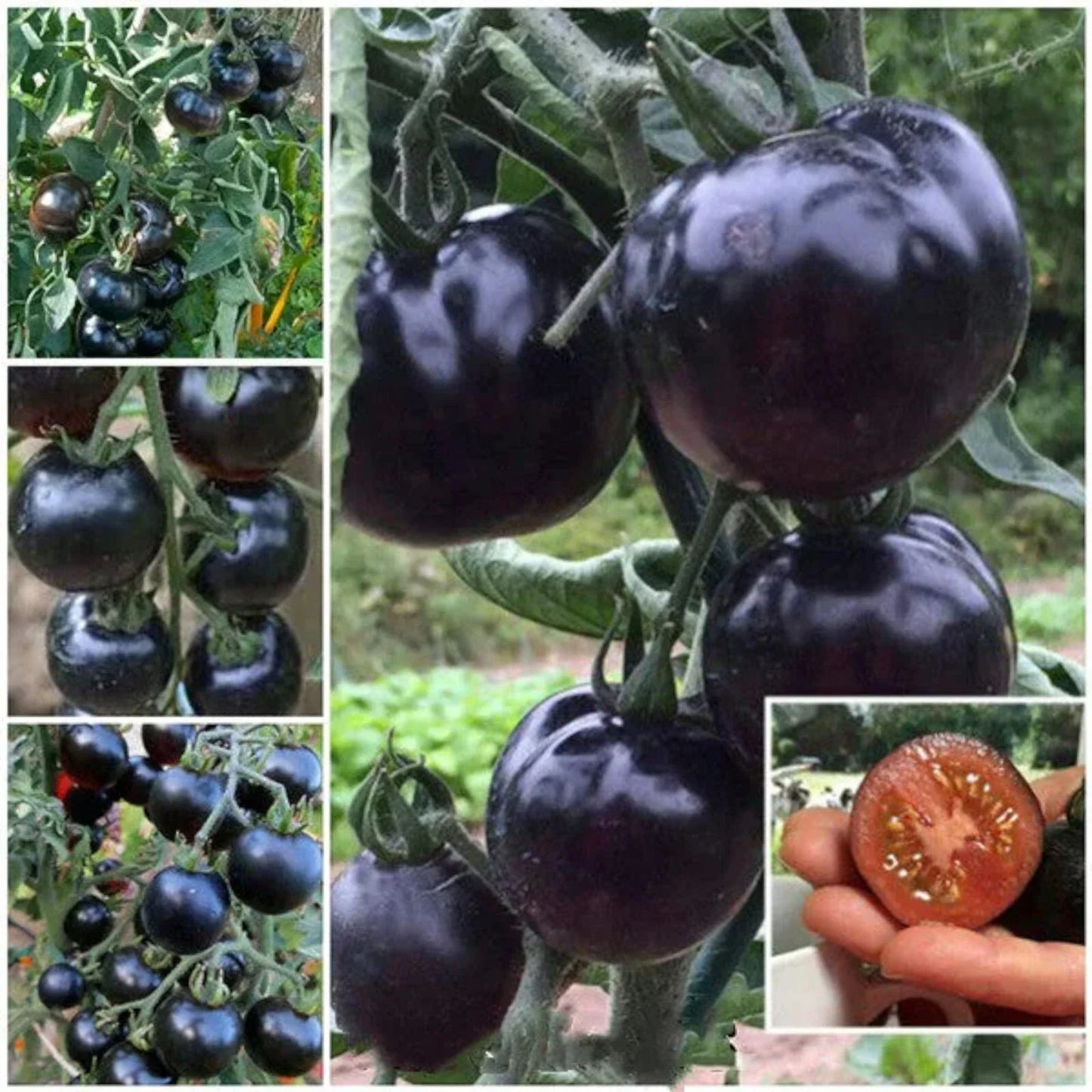 European Black Cherry Tomato Seeds - 100pcs, Heirloom Non-GMO, Solanum lycopersicum, Sweet Flavor, Indeterminate, Garden & Container