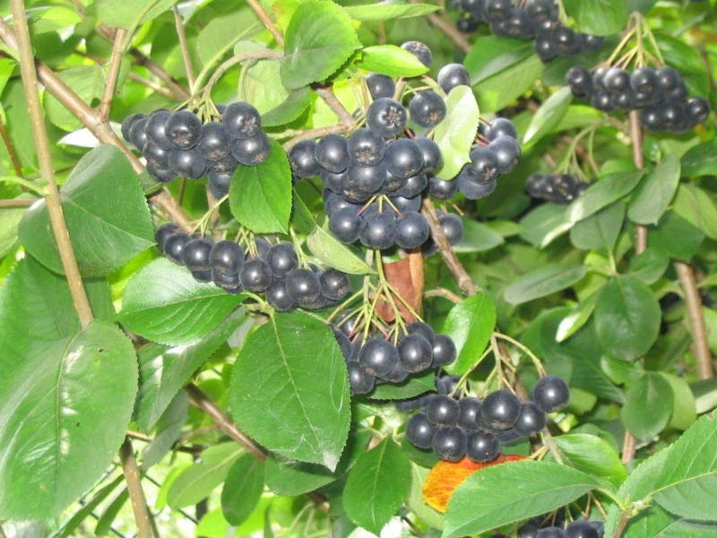 Black Chokeberry Seeds, 30 Pack, Aronia melanocarpa, Native Fruit Plant for Garden and Landscaping