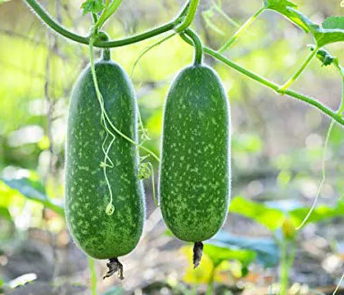 Organic Hairy Skin Gourd Seeds - 20+ Fuzzy Melon Wax Gourd (Benincasa hispida) - Mokwa USA