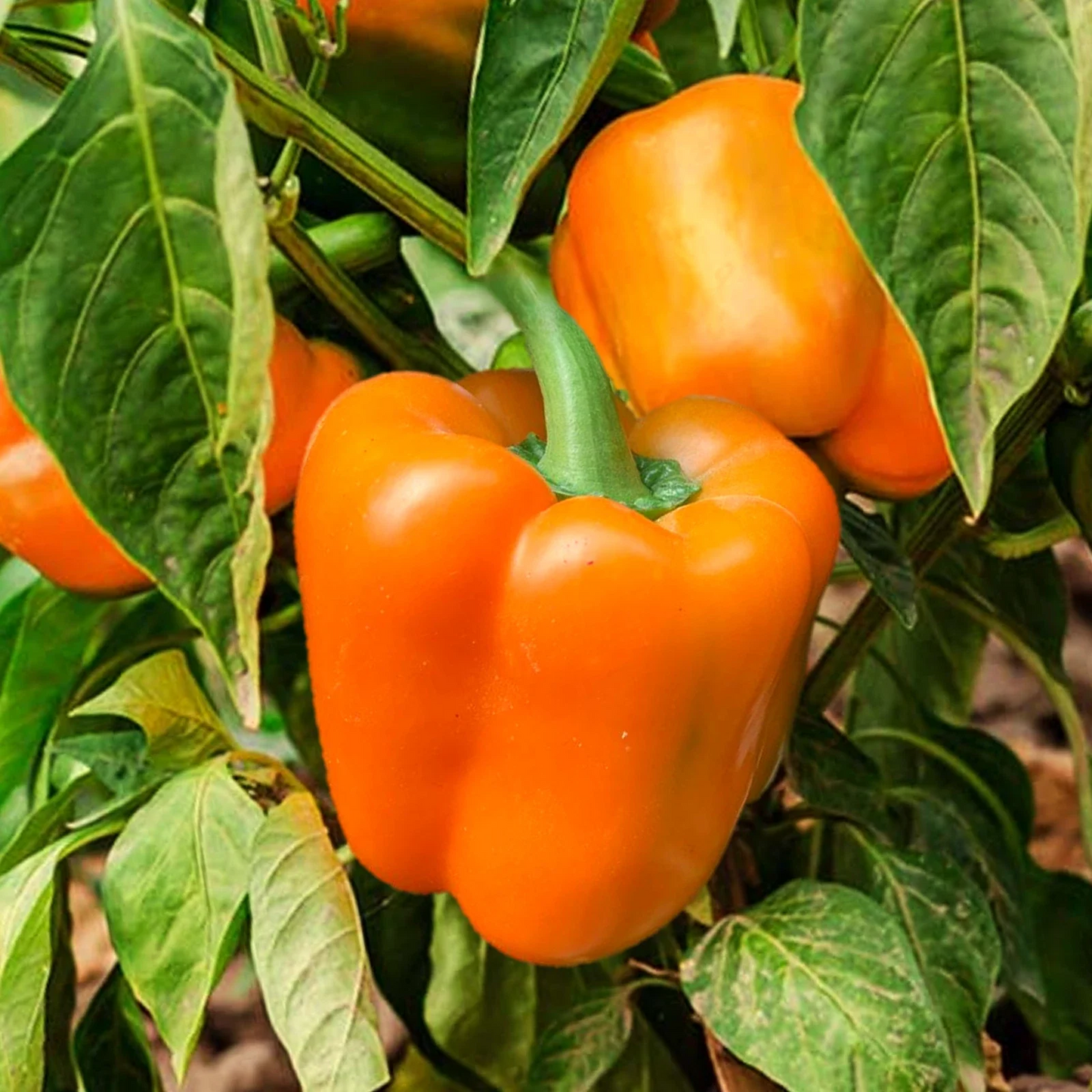 Orange Sun Sweet Bell Pepper Seeds - Heirloom Non-GMO, Crisp, Juicy, Capsicum annuum, for 2025 Planting, Vegetable, Full Sun