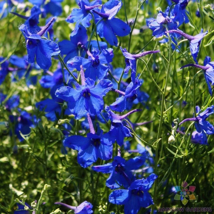 Blue Butterfly Delphinium Seeds - 200+ Count, Garden Flower Seeds, Delphinium elatum, Blue Blooms, Perennial, Attracts Pollinators