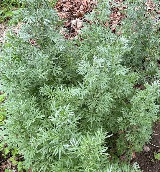 Absinthe Wormwood Seeds - 1000+ Perennial Artemisia absinthium Seeds - USA Grown