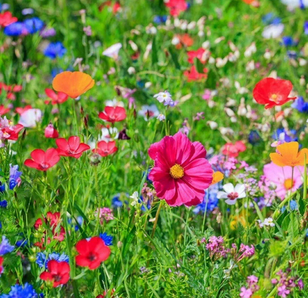 Wildflower Seeds - Butterfly & Bird Mix - Native Pollinator Blend - 200 Seeds - Eco-Friendly Garden Seeds