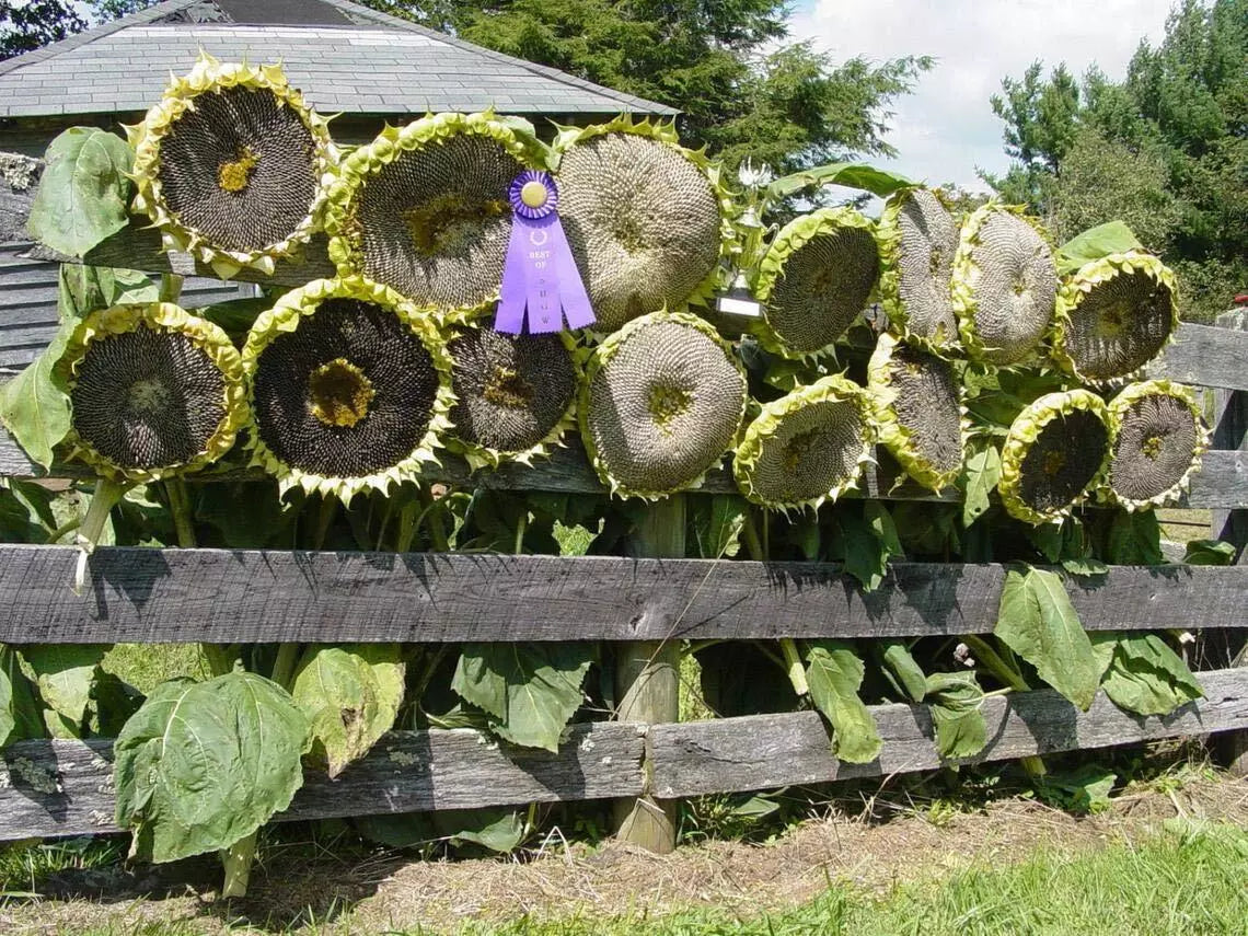 Mongolian Giant Sunflower Seeds 10 Pack | Helianthus annuus | Tall, Bright Yellow Flowers | Full Sun Garden Planting