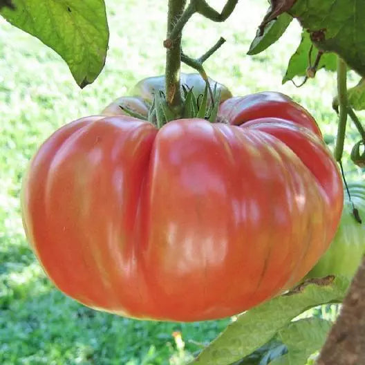 Brandywine Pink Tomato Seeds - 100 Non-GMO Heirloom Organic Seeds