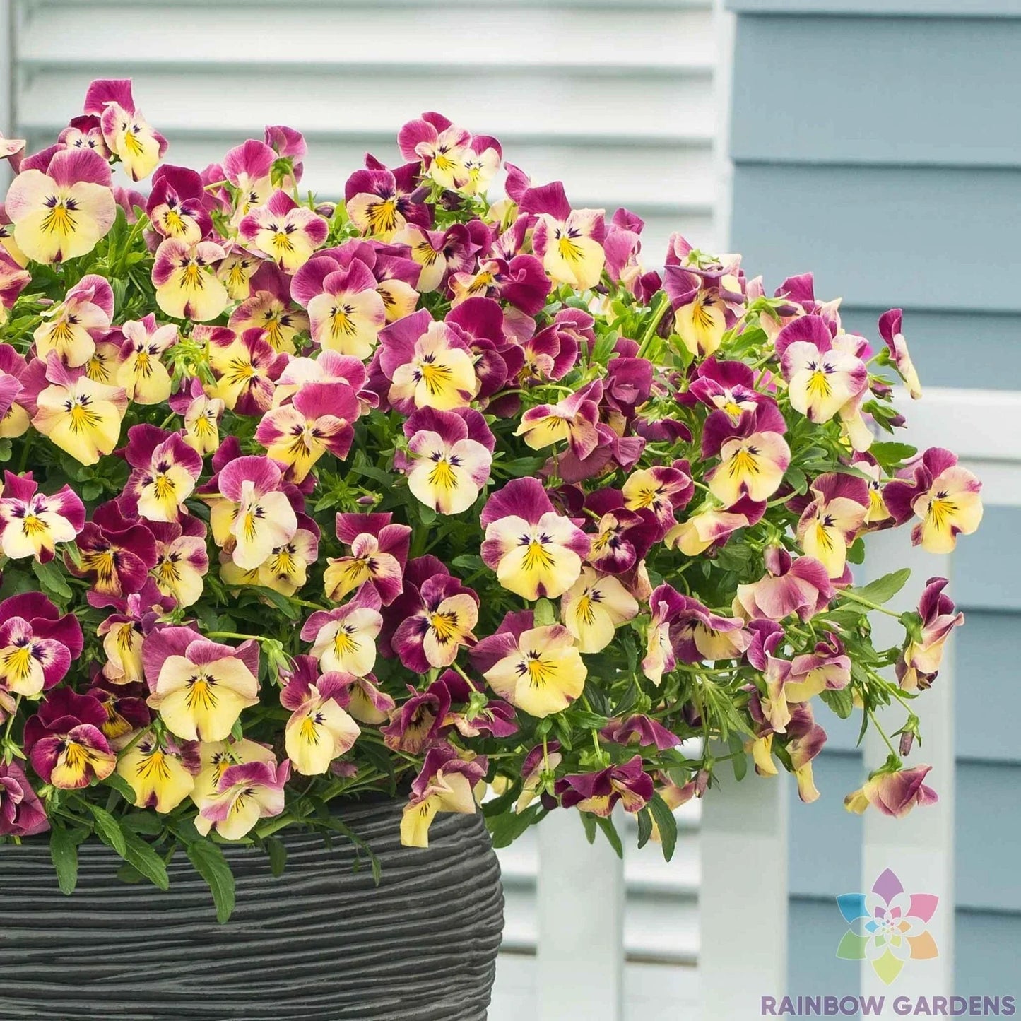 Cool Wave Strawberry Swirl Pansy Seeds - 200+ Count Viola for Garden Planting
