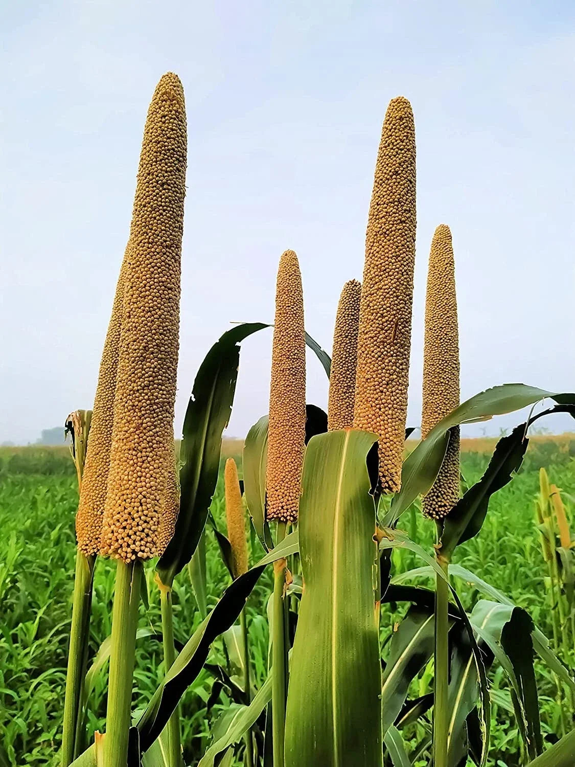 Pearl Millet Grass Seeds for Planting, Ornamental Pennisetum glaucum, Drought-Resistant, Fast-Growing Grass Seeds
