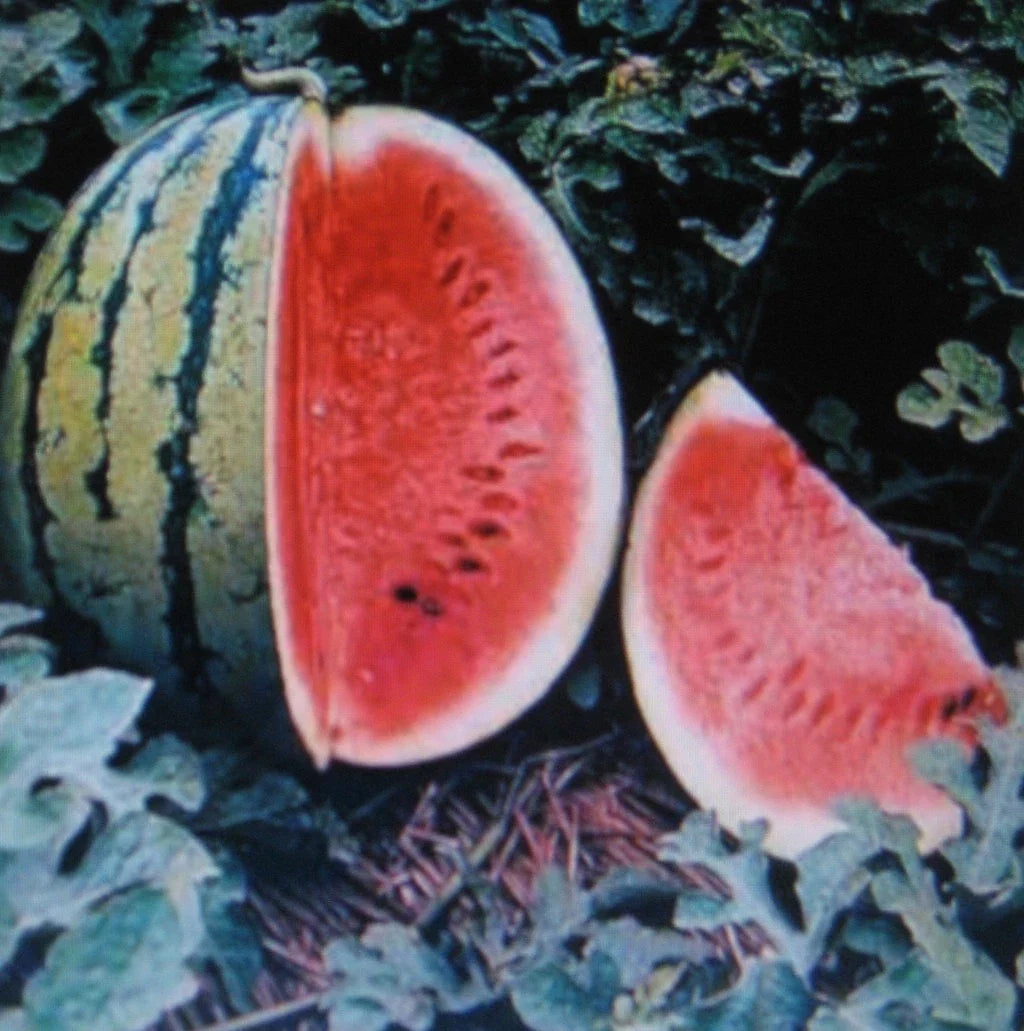 Watermelon Seeds - Crimson Sweet Variety - Citrullus lanatus - Non-GMO, Juicy, Antioxidant-Rich, Lycopene, Pack of 5 Seeds