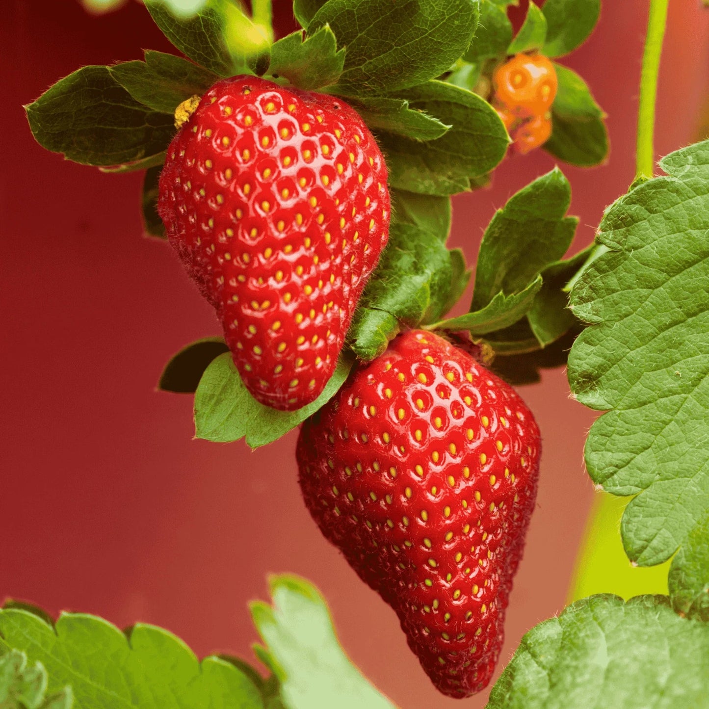 Archer Strawberry Bare Root Plants – June-Bearing Fragaria × ananassa, Sweet Juicy Berries, High-Yielding Garden Plants