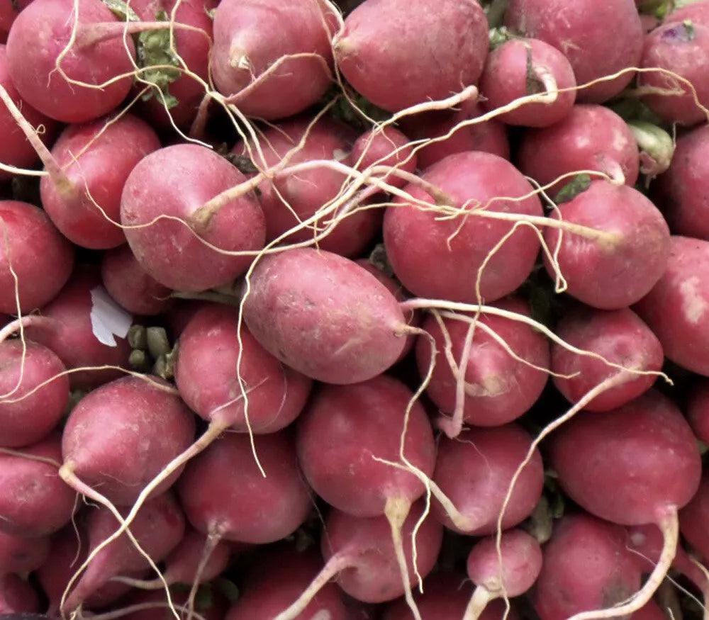 Lady Slipper Radish Seeds - Non-GMO, Fast Harvest, Vibrant Pink-Red, Raphanus sativus, Compact Growth, Multiple Sizes