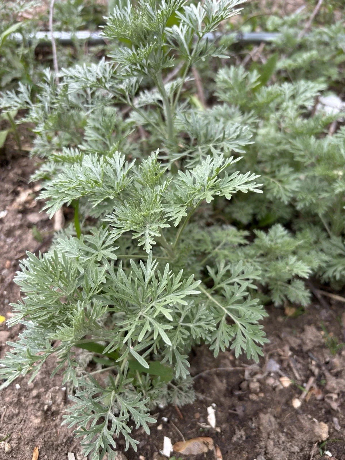 Organic Wormwood Live Plant 4-8 Inches Artemisia Absinthium Deer Resistant Garden Herb