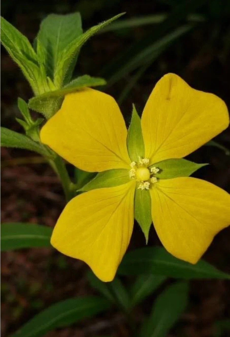 Mexican Primrose-Willow Seeds, Ludwigia octovalvis, Wetland Plant, Native Water Edge, 100+ Seeds for Garden & Water Features