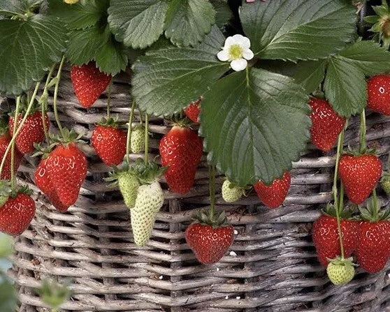 Mixed Everbearing Strawberry Seeds - 25++ Seeds - Fragaria x ananassa - USA