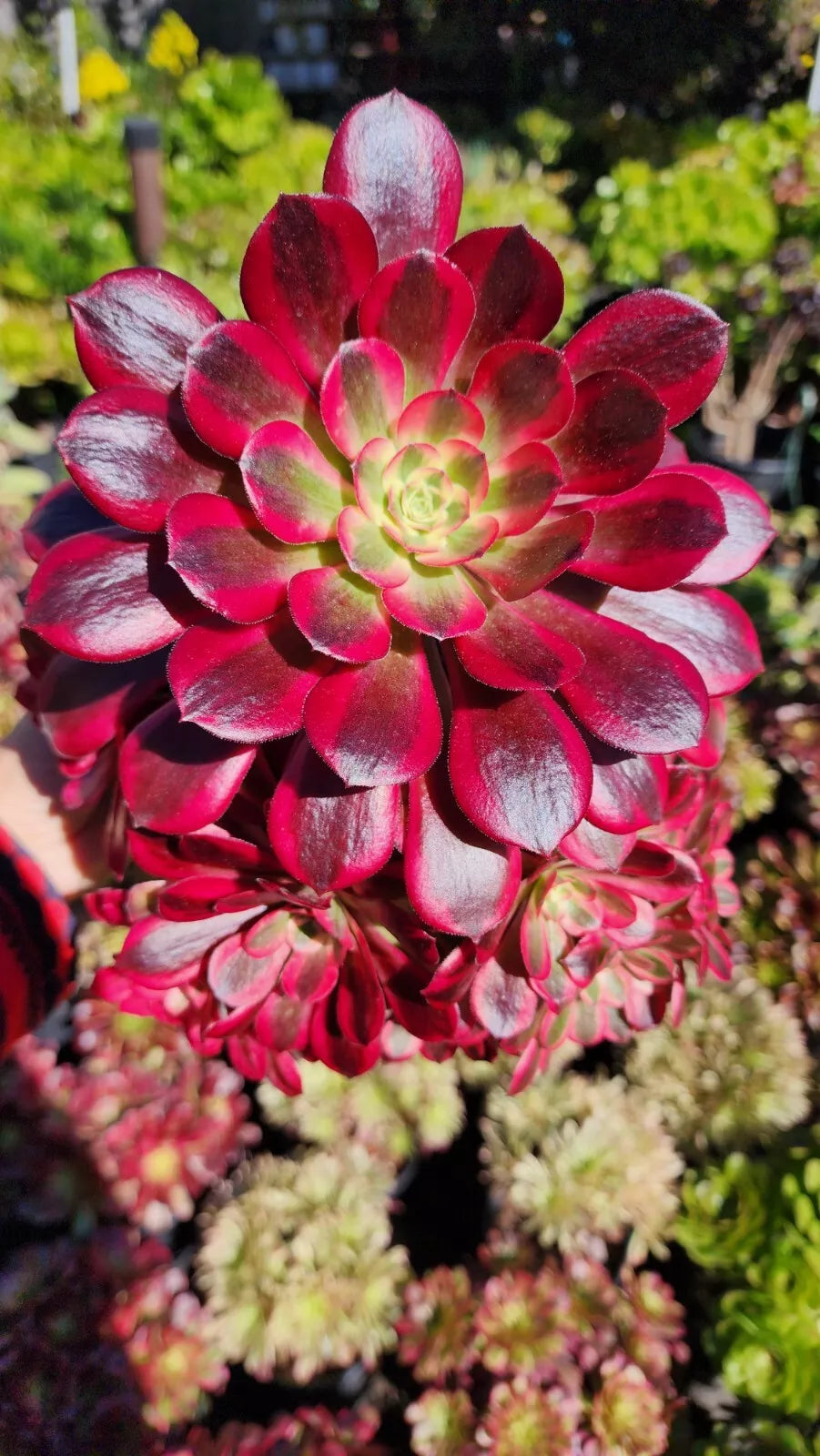 Aeonium Medusa Cutting - Variegated Succulent Plant Cutting - Aeonium haworthii