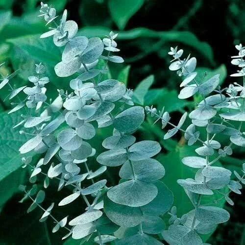 Silver Drop Eucalyptus Seeds, 25 Pack, Jocadew Eucalyptus cinerea, Fragrant Silvery-Blue Foliage, Drought Tolerant Plant