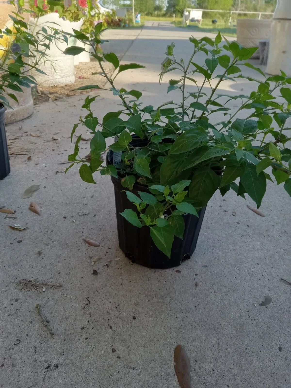 Chile Pequin Hot Pepper Plant - Capsicum annuum - Edible Spicy Herb for Garden, Container, Outdoor, Compact 1-2 ft