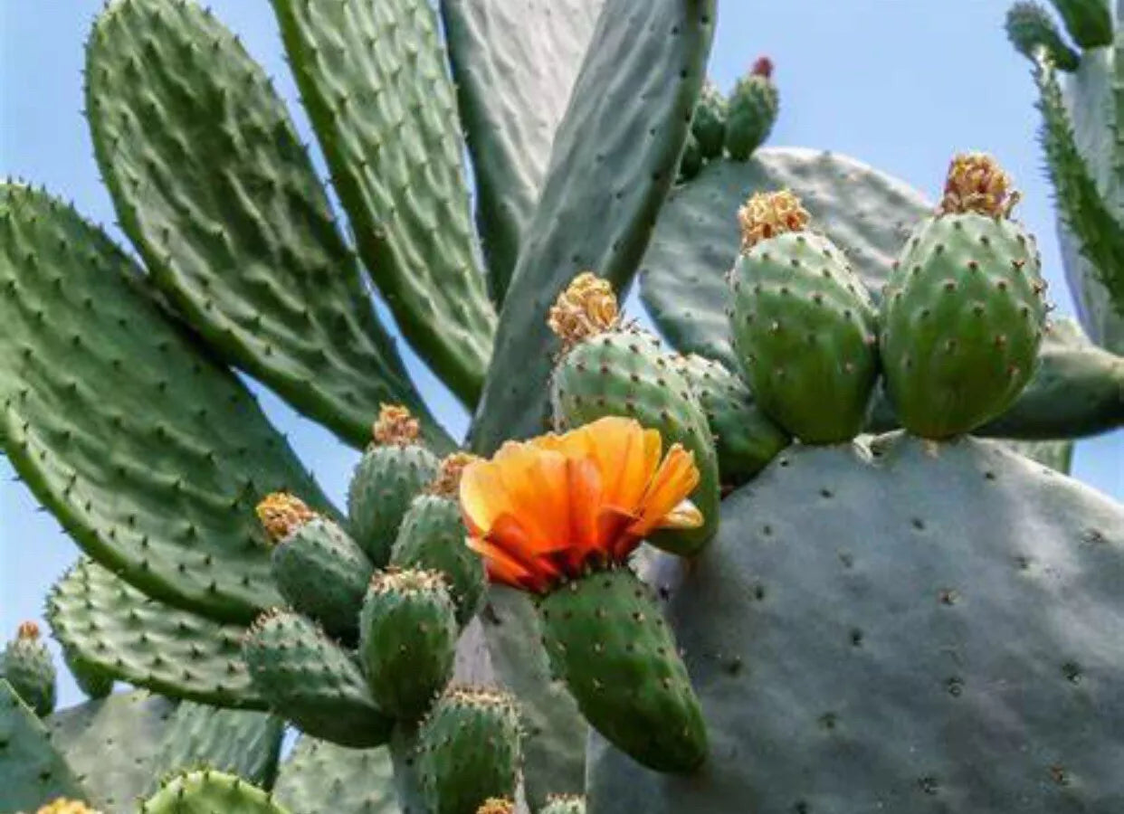 Spineless Prickly Pear Cactus Opuntia Cacanapa Ellisiana - 5 Medium Pads Drought Tolerant