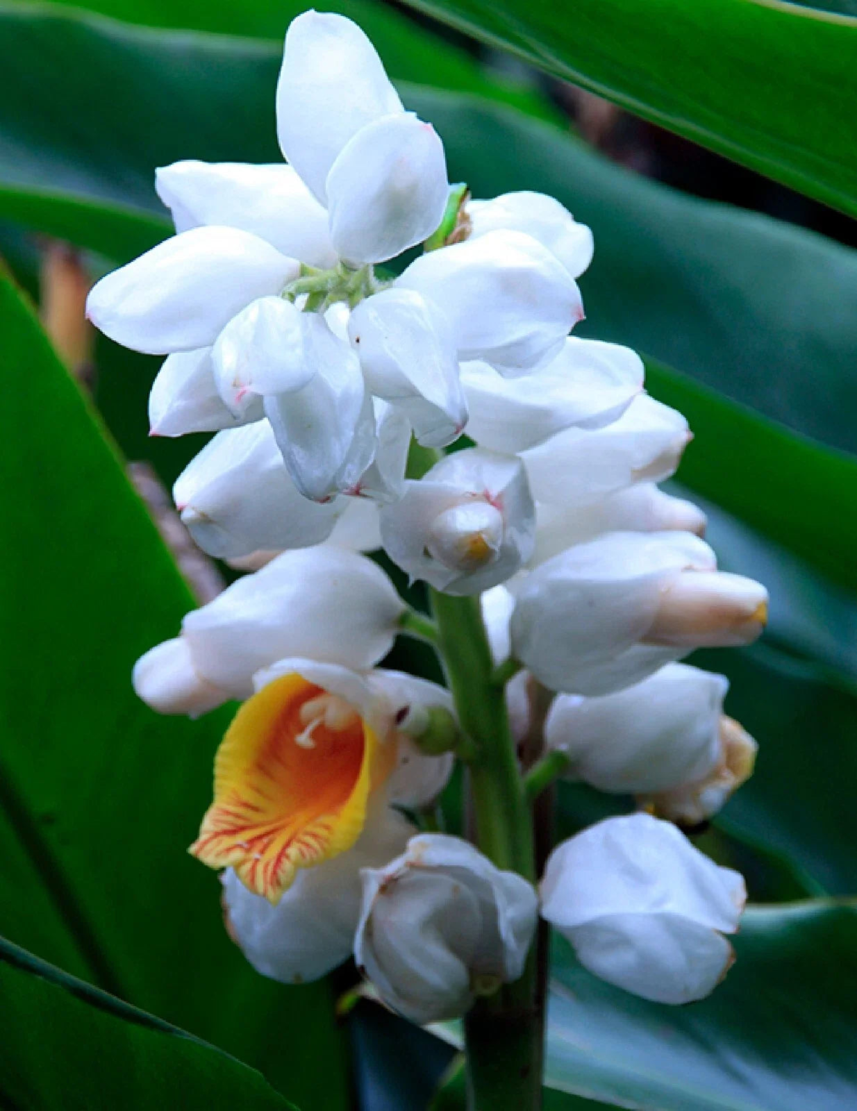 Malacca Ginger Seeds Organic Alpinia malaccensis Rare Herbaceous Perennial Pack of 5