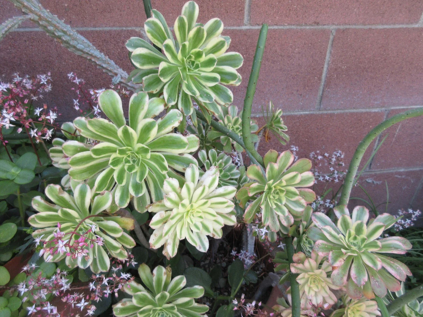 Aeonium 'Sunburst' Succulent Cutting - Variegated Indoor Plant for Terrariums and Container Gardening