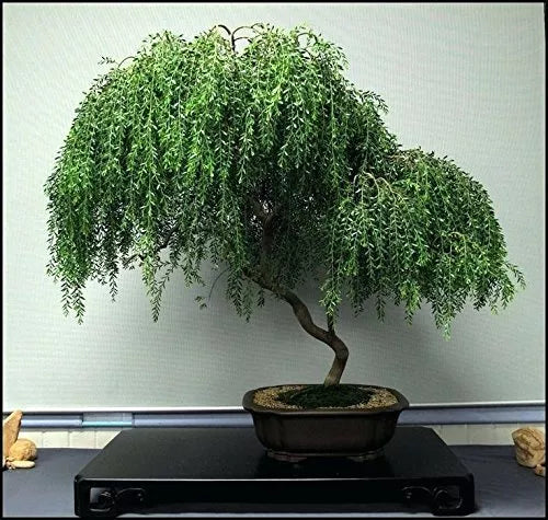 Dwarf Weeping Willow Tree Cutting - Large Thick Trunk - Salix babylonica 'Nana' - Bonsai-Style Indoor/Outdoor Plant