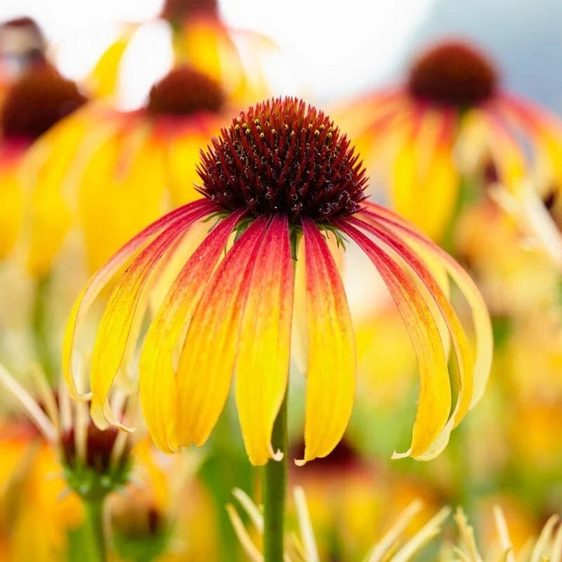 Fiery Meadow Coneflower Seeds - Echinacea purpurea Perennial Flower Seeds - Vibrant Orange & Red, USA Grown, 50 Pack