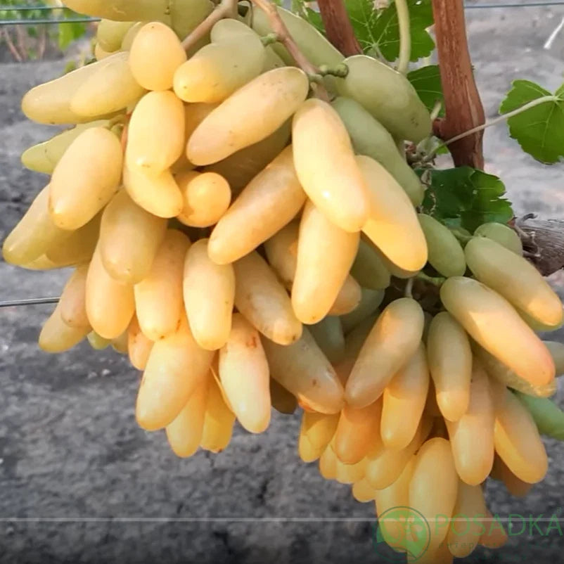 Bananchik Pink Grape Cuttings - 2 Rootless Vines Vitis vinifera for Home Garden, Easy to Root, Pink Juicy Grapes
