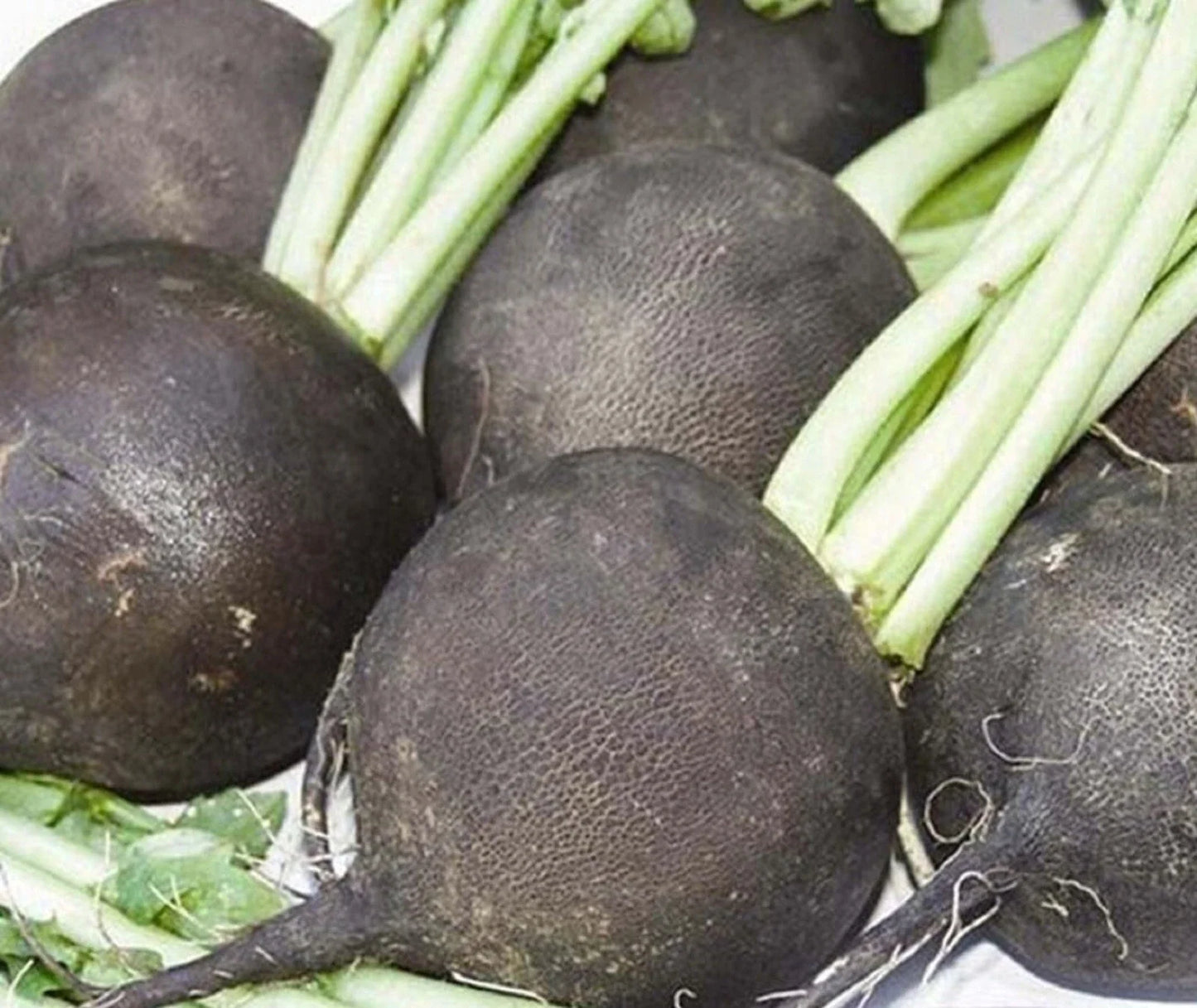 Black Spanish Radish Seeds – Non-GMO, Heirloom Vegetable Seeds for Home Gardening, Raphanus sativus