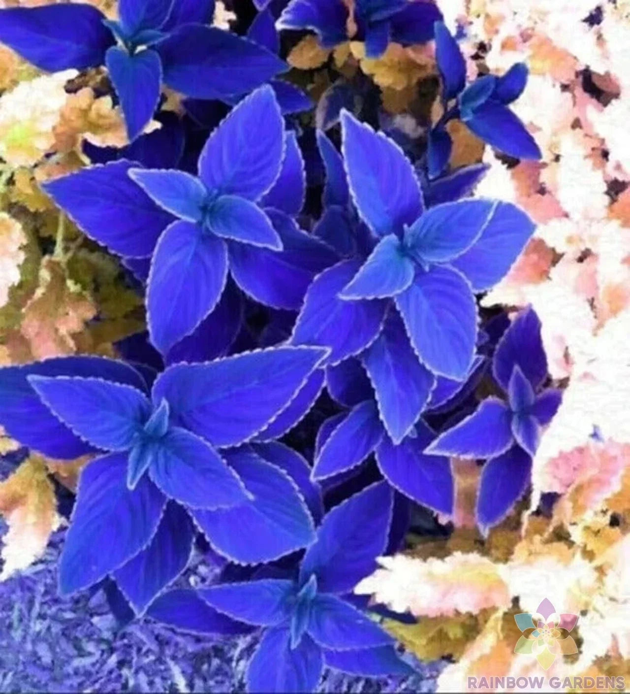 Blue Coleus Seeds - 25+ Solenostemon scutellarioides for Garden Beds & Containers