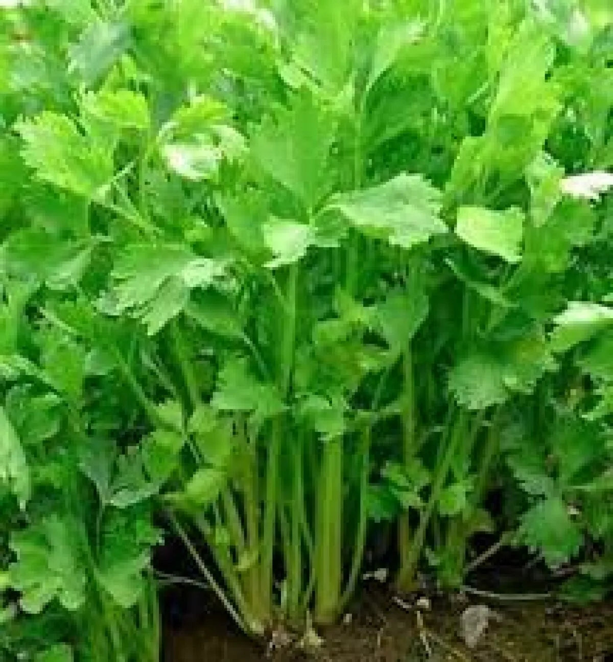 Chinese Celery Seeds 1000+ Non-GMO Apium Graveolens for Vegetable Garden