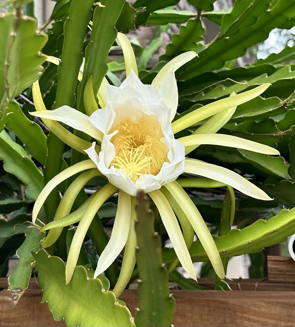 Dragon Fruit Cuttings 8-10 Inch Long - Fresh Hylocereus spp. for Indoor & Outdoor Growing