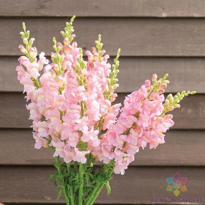Snapdragon Seeds - 1000+ Costa Light Rose II - Antirrhinum majus Garden Flower Seeds for Borders & Containers - USA Free Shipping