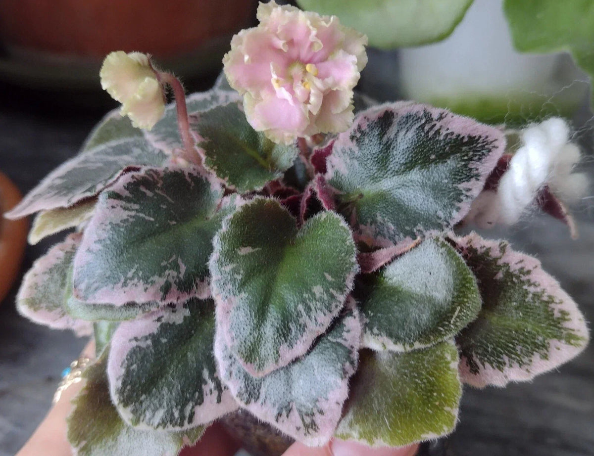 Mini African Violet Cuttings - 2 Fresh Unrooted Leaves for Easy Propagation - NL-KNYAGINYA Ol’ga