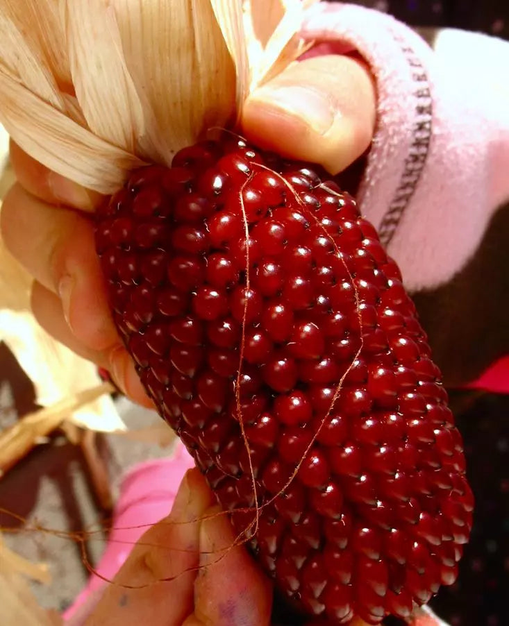 Strawberry Ruby Corn Seeds - 1000+ Heirloom Organic Sweet Popcorn Seeds
