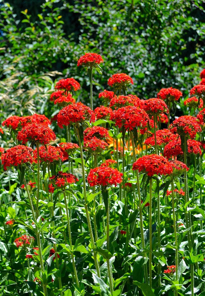 Maltese Cross Seeds - 800 Red Lychnis Chalcedonica Seeds - GroCo USA