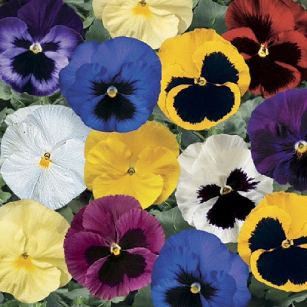 Pansy Seeds - 50 Count - Delta Premium Blotch Mix - Viola tricolor var. hortensis - Bright Colorful Flowers for Garden Beds & Containers