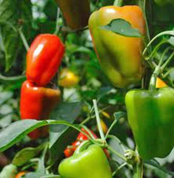 California Wonder Bell Pepper Seeds - Heirloom Capsicum annuum, 20+ Seeds