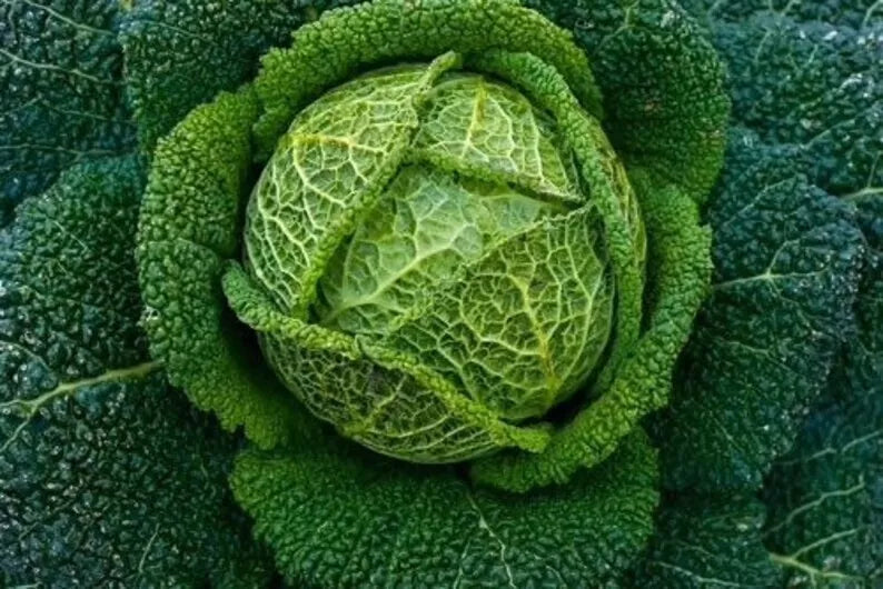 Savoy Perfection Cabbage Seeds – 100+ Non-GMO Heirloom Brassica oleracea for Home Gardens