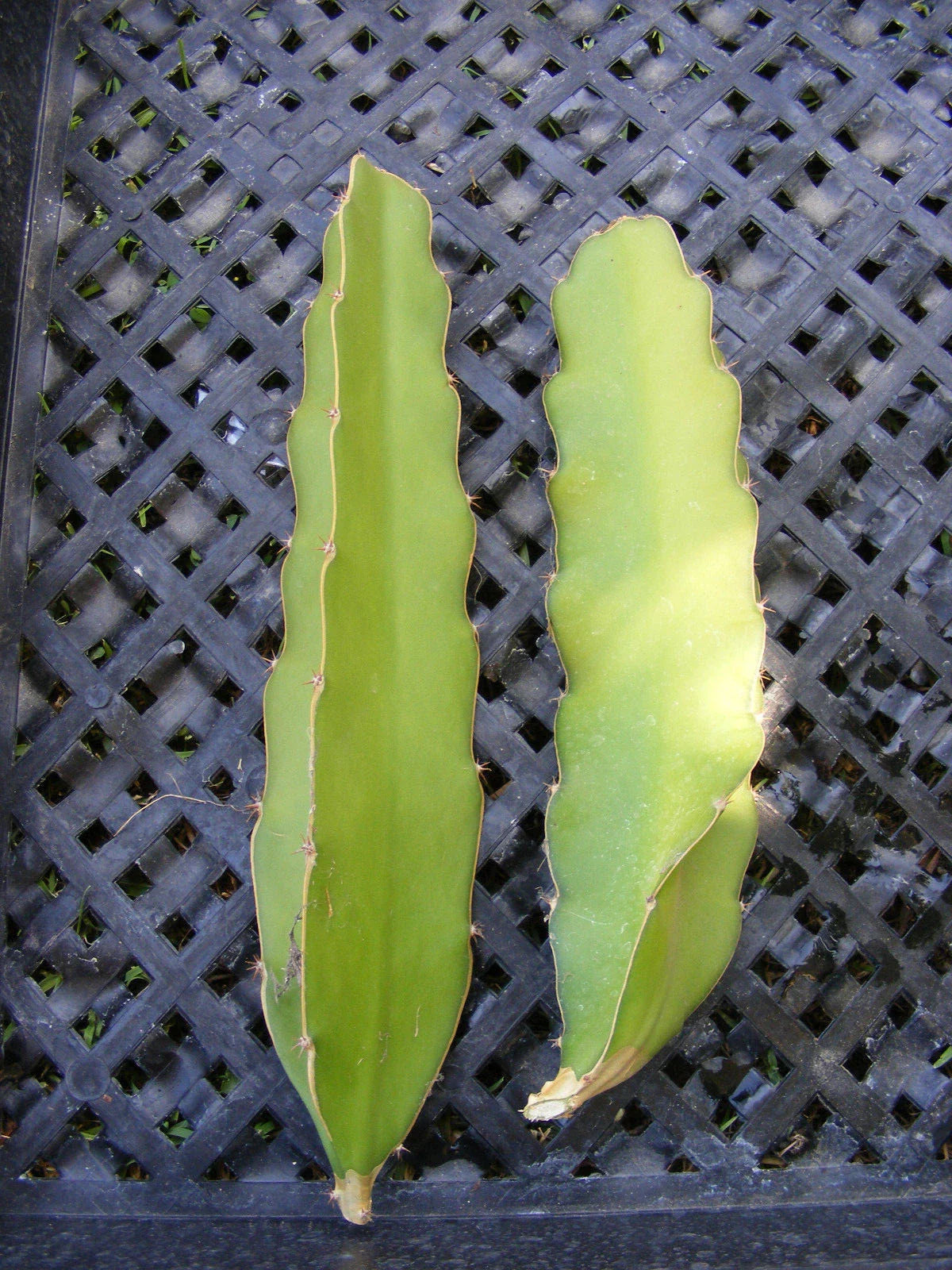 Dragon Fruit Cuttings - Epiphyllum Pitahaya Succulent Cactus - 2 Pieces for Propagation and Indoor Garden