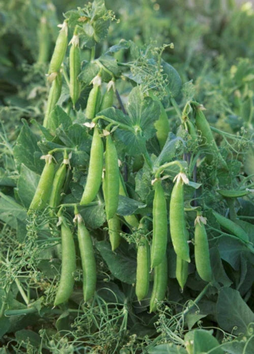 Sugar Lace II Snap Pea Seeds – Heirloom Bush Green Sweet Pea Seeds for Home Gardens & Containers, Pisum sativum