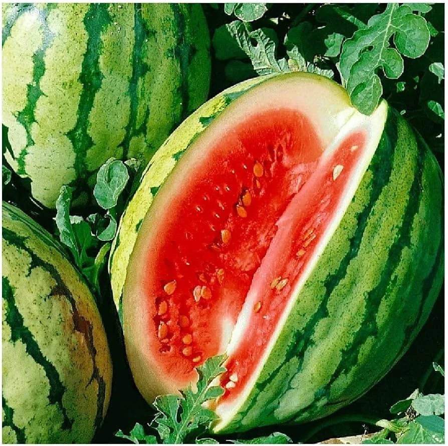 Dixie Queen Watermelon Seeds - 50+ Pack, Citrullus lanatus, Juicy Sweet Fruit, Non-GMO, Full Sun, Garden Planting